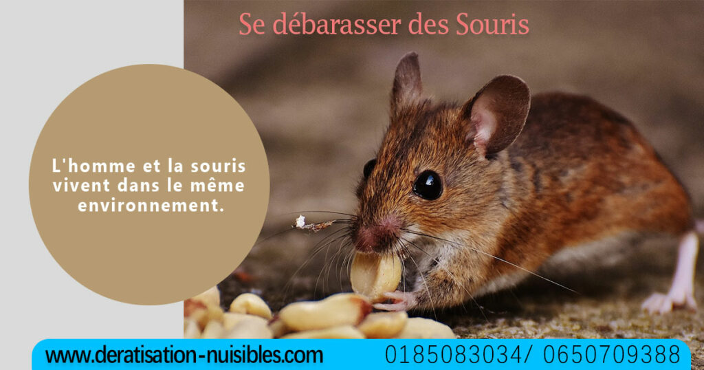 deratisation-nuisibles Se-débarasser-des-Souris paris france