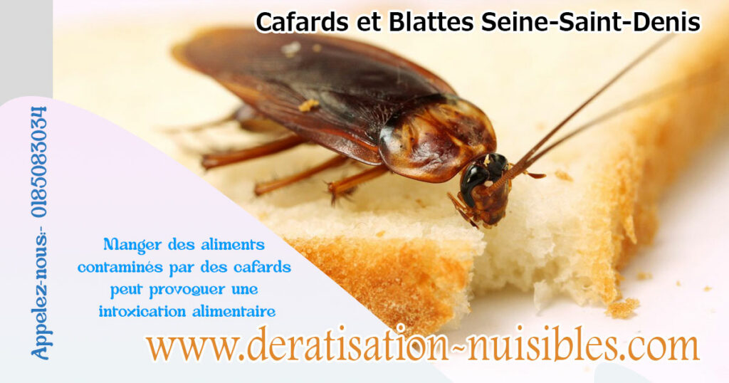 Cafards et Blattes Seine-Saint-Denis deratisation-nuisibles
