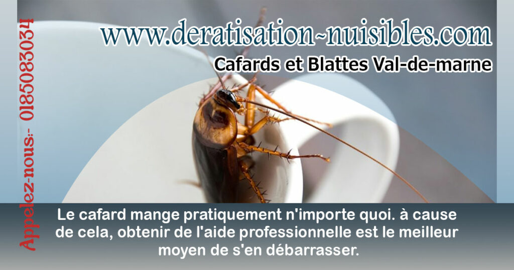 Cafards et Blattes Val-de-marne deratisation-nuisibles