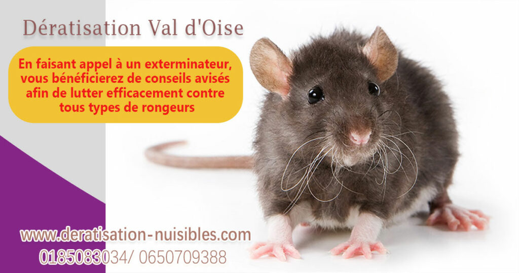 Deratisation Val d’Oise deratisation-nuisibles