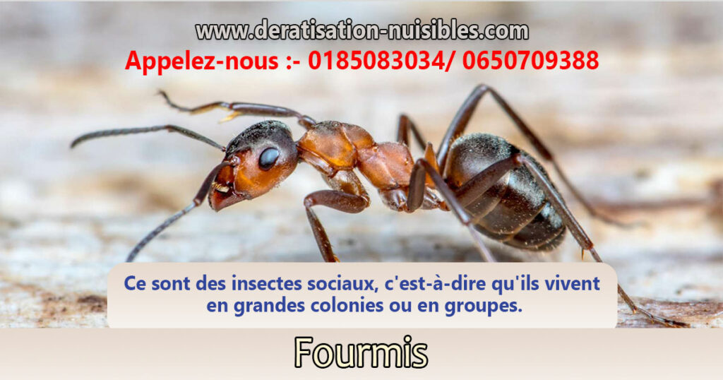 Fourmis paris deratisation-nuisibles