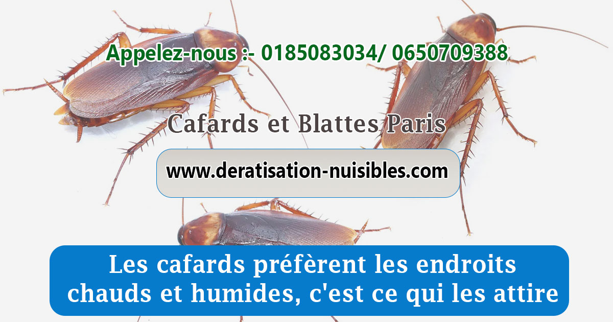 Cafards et Blattes Paris deratisation-nuisibles