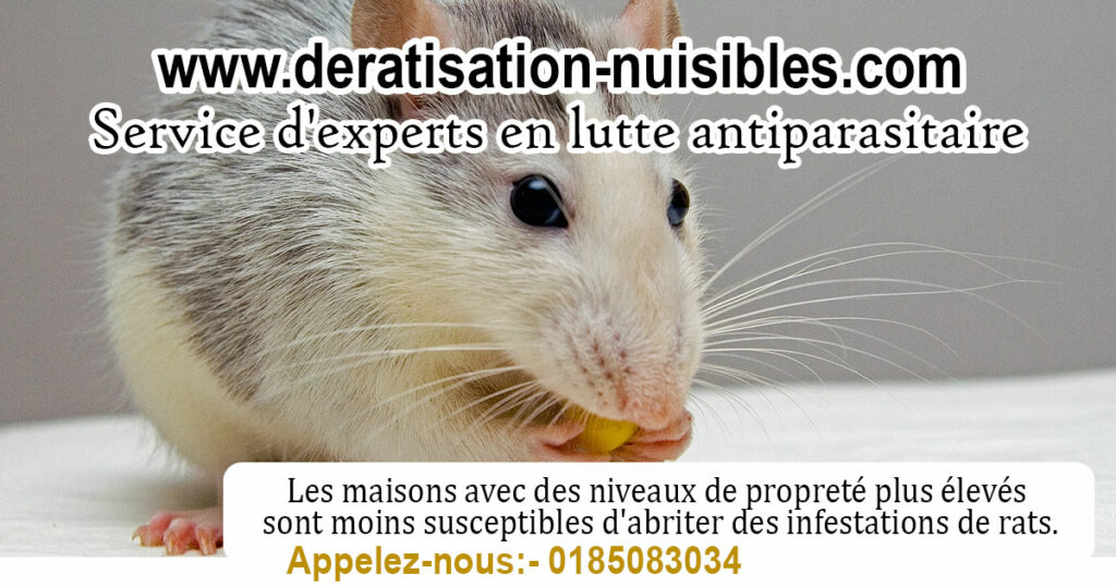 Rats Paris deratisation-nuisibles