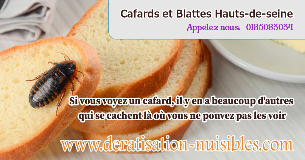 Cafards et Blattes Hauts-de-seine