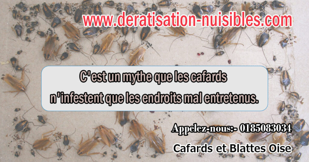 Cafards et Blattes Oise deratisation-nuisibles
