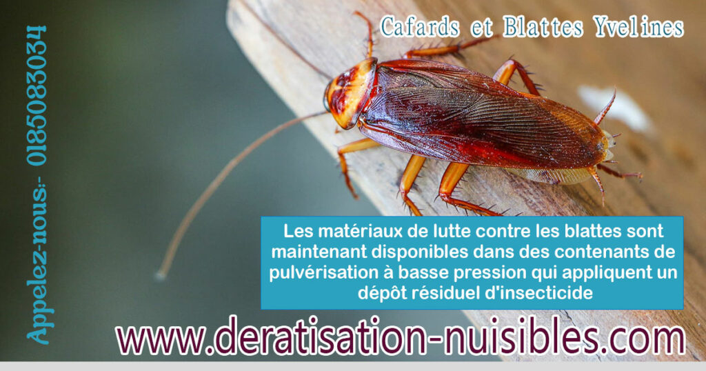 Cafards et Blattes Yvelines deratisation-nuisibles