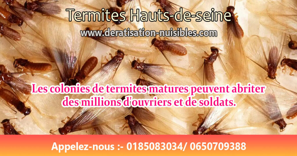 Termites Hauts-de-seine