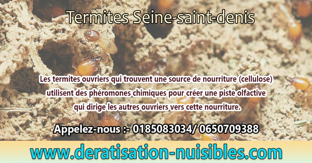 Termites Seine-saint-denis