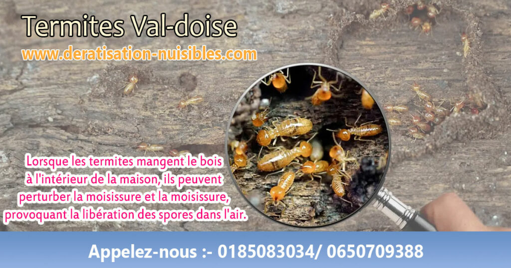 Termites Val-doise deratisation-nuisibles